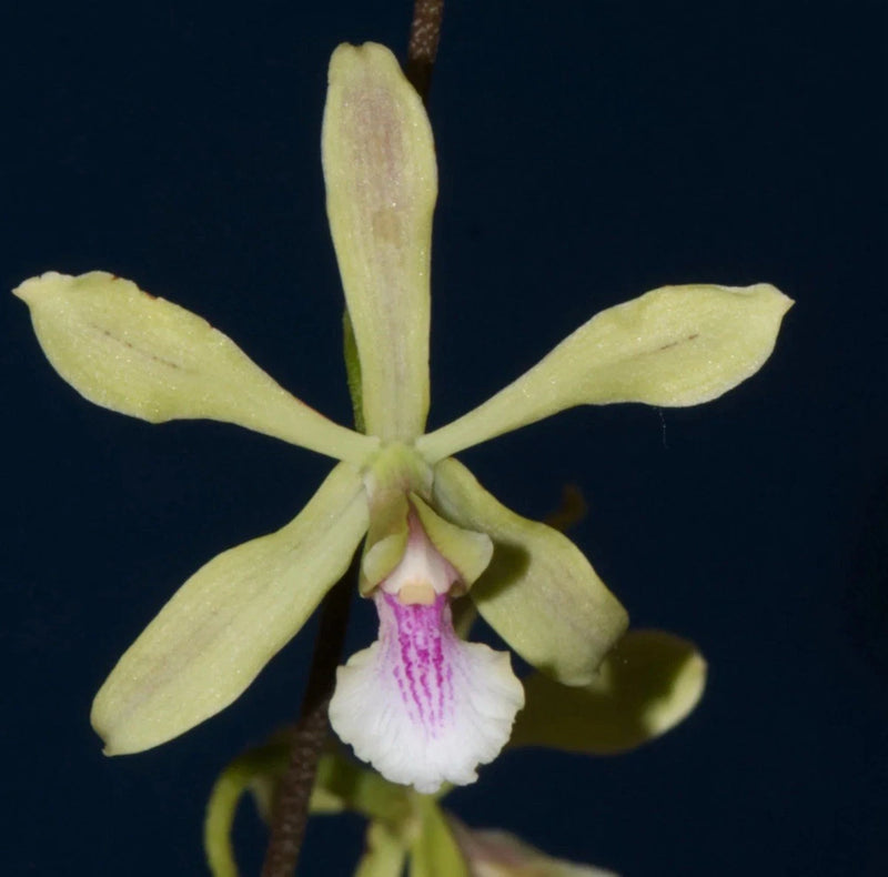 Yellow-green orchid flower with white and pink ruffled center lip