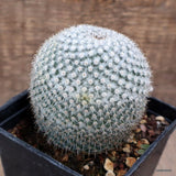 D4290 MAMMILLARIA PSEUDOPERBELLA pot10-H10-W9 cm MaMa Cactus Green Plant
