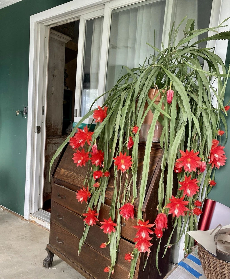 Red orchid cactus plant with long green stems and bright red flowers