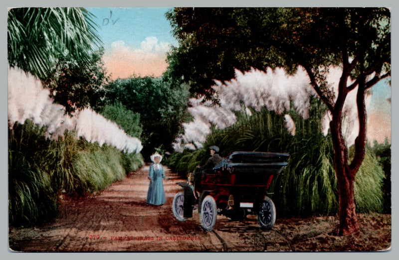 Pampas Grass In California Man and Woman With Vintage Car On Road c1910 Postcard Pampas Grass