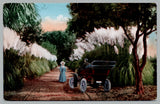 Pampas Grass In California Man and Woman With Vintage Car On Road c1910 Postcard Pampas Grass