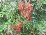 20 HEAVENLY BAMBOO SEEDS - Nandina domestica Garden Plants