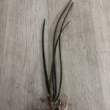 Orchid live Trichocentrum sprucei - bare root Orchids