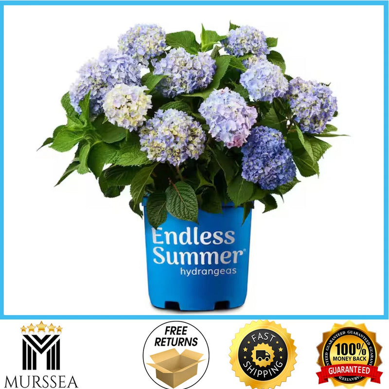 Endless Summer 1 Gal. Original Reblooming Hydrangea Shrub Pink/Blue Flowers Hydrangea