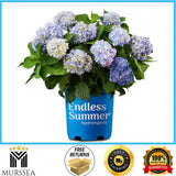 Endless Summer 1 Gal. Original Reblooming Hydrangea Shrub Pink/Blue Flowers Hydrangea