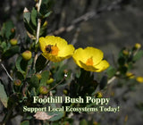 Foothill Bush Poppy California Native Seeds Dendromecon Rigida Pollinator Seed F Garden Plants