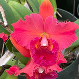 Bright pink orchid flower with ruffled petals and yellow-orange center, white lip