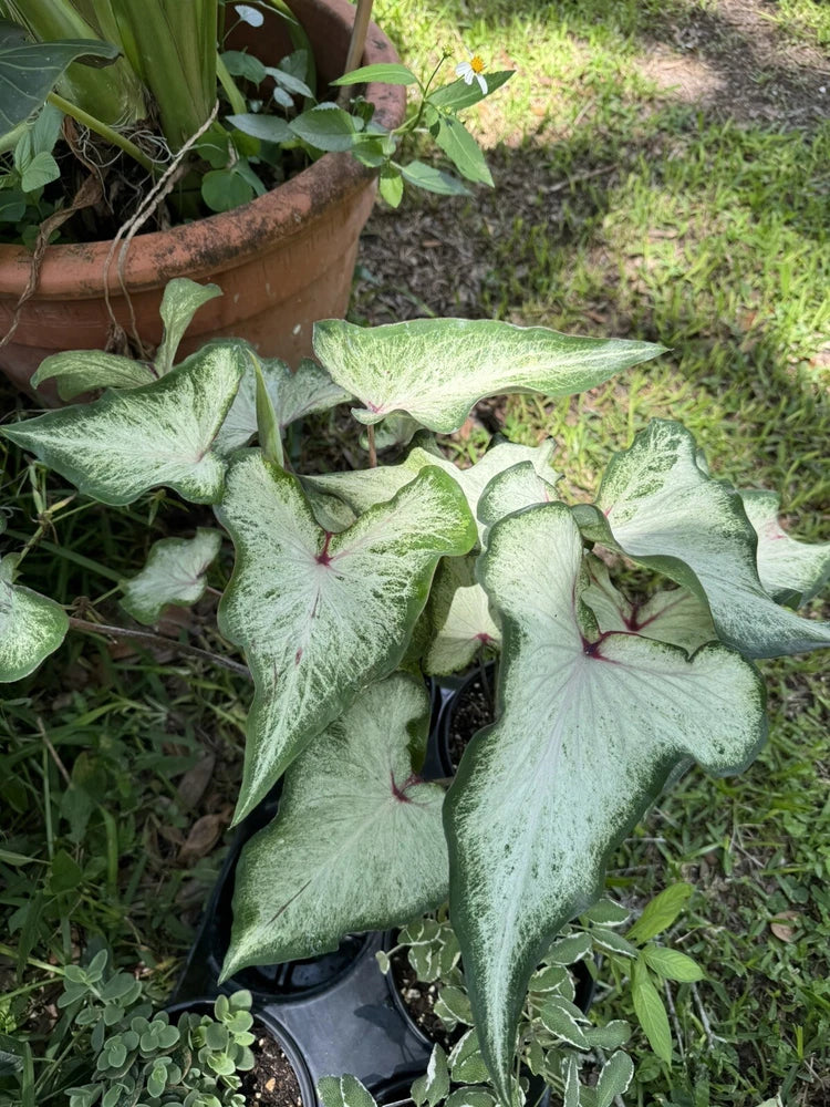 Caladium plant with silvery green leaves and dark pink centers