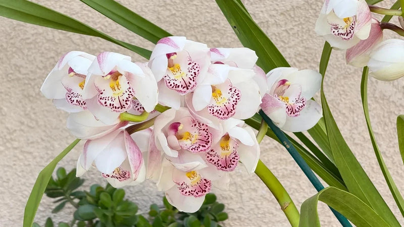 White orchid flowers with pink-speckled centers and green arching leaves