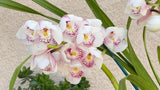 Cymbidium Barrita Peace ÔClean & BrightÕ Fragrant. ~  1 1/2 Gallon Pot Orchids