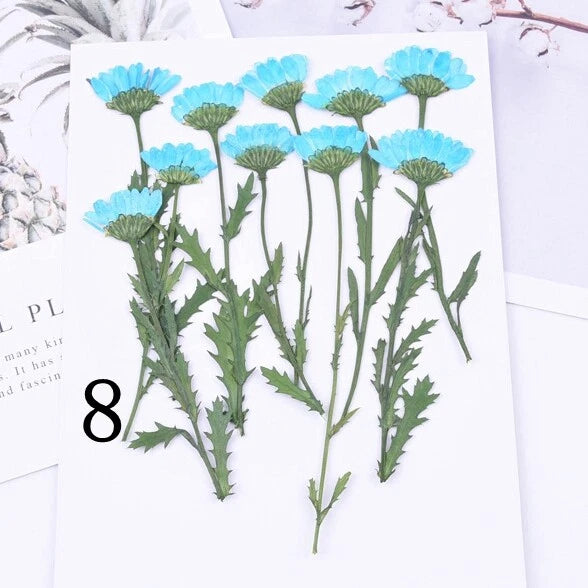 10PCS real side Pressed dry daisy Flower with stem leaves FCD59 Dried Flower