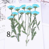10PCS real side Pressed dry daisy Flower with stem leaves FCD59 Dried Flower
