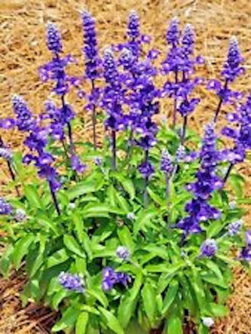 100+ SAGE SEEDS MOSQUITO REPELLENT HERB SPRING PERENNIAL HEIRLOOM NEW Season Garden Plants