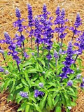 100+ SAGE SEEDS MOSQUITO REPELLENT HERB SPRING PERENNIAL HEIRLOOM NEW Season Garden Plants