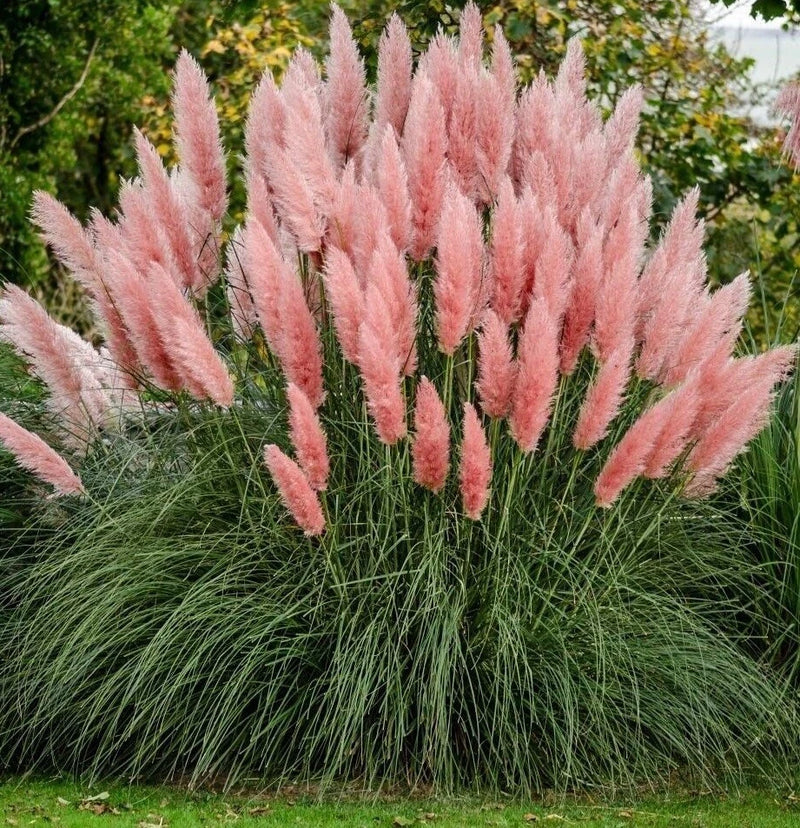 Giant Pink Pampas Grass Seeds - 100 Seeds - Made in USA Natural Beautiful Growth Pampas Grass