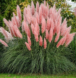 Giant Pink Pampas Grass Seeds - 100 Seeds - Made in USA Natural Beautiful Growth Pampas Grass