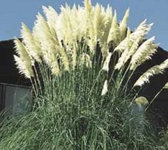 100 White Pampas Grass Seeds Pampas Grass