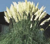 100 White Pampas Grass Seeds Pampas Grass