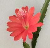Orchid Cactus Plant  12" long red Orchids