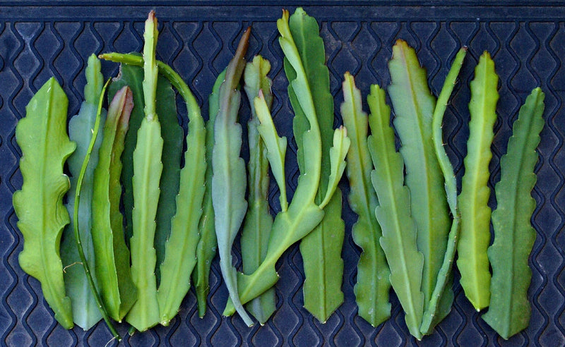 Green epiphyllum orchid cactus cuttings with upright segmented stems