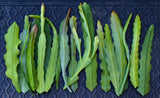 20 Mystery Epiphyllum Orchid Cactus Cuttings, Mixed colors, Assorted - Not Named Orchids