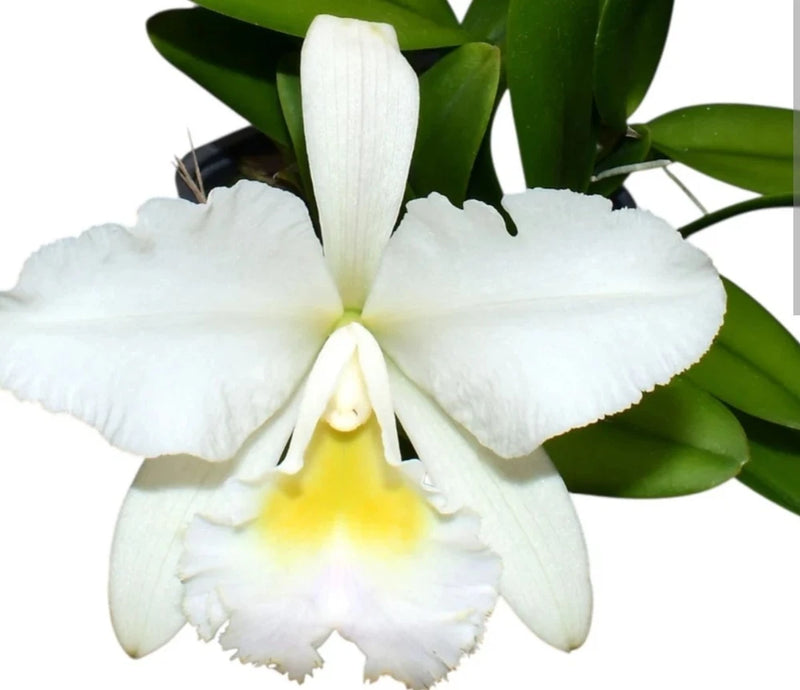 Fragrant white orchid bloom with yellow center and green leaves