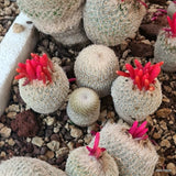 D5518 EPITHELANTHA MICROMERIS F. NEOMEXICANA potX-H6-W10 cm MaMa Cactus Green Plant