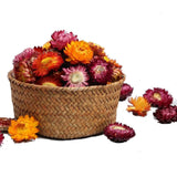 MOORCHOCO Natural Dried Daisy Flowers Heads - 55~60 Pcs Multiple color blends Dried Flower