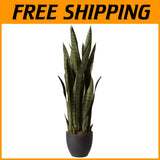 Versatile Green Sansevieria Plant for All Occasions Green Plant