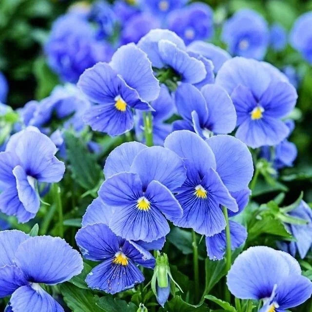 Blue Garden Violet (Viola Papilionacea) | Bare-roots Garden Plants