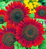 Red Sunflower Seeds for Planting - 50 Seeds Sunflower