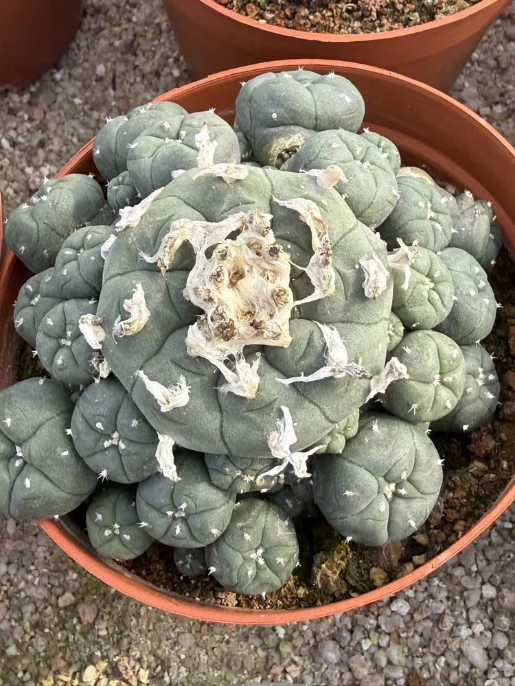 Green multi-head cactus succulent in terracotta pot with thick circular pads