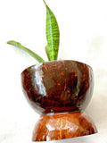 New Glazed Natural Coconut Shell Indoor Garden & Home Decor Flower Pot 5 Inches Garden Plants
