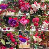 200Pcs Fuchsia Seeds Perennial Hanging Flower, Indoor & Outdoor Bonsai Plant, Ea Flowering Plants