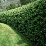 Privet Bush/Hedges - 18Ó 3-Pack Tall Bareroot Plants - Ligustrum x ibolium Flowering Plants