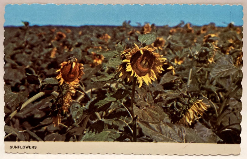 Sunflowers in Field, Flowers, Scalloped Postcard Sunflower