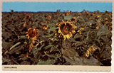 Sunflowers in Field, Flowers, Scalloped Postcard Sunflower