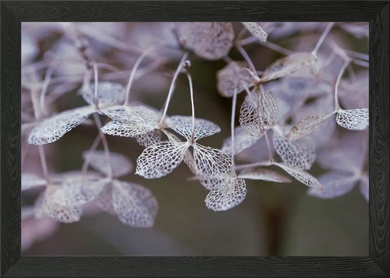 Delicate Dried Hydrangea Flower Clo Framed Wall Art Poster Canvas Print Picture Hydrangea