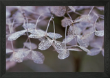 Delicate Dried Hydrangea Flower Clo Framed Wall Art Poster Canvas Print Picture Hydrangea