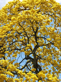 TABEBUIA caraiba exotic yellow trumpet golden tree ornamental gold seed 50 seeds Orchids
