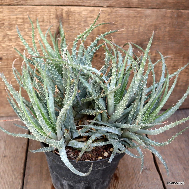 Potted Aloe humilis with spiky blue-green leaves in a black nursery pot