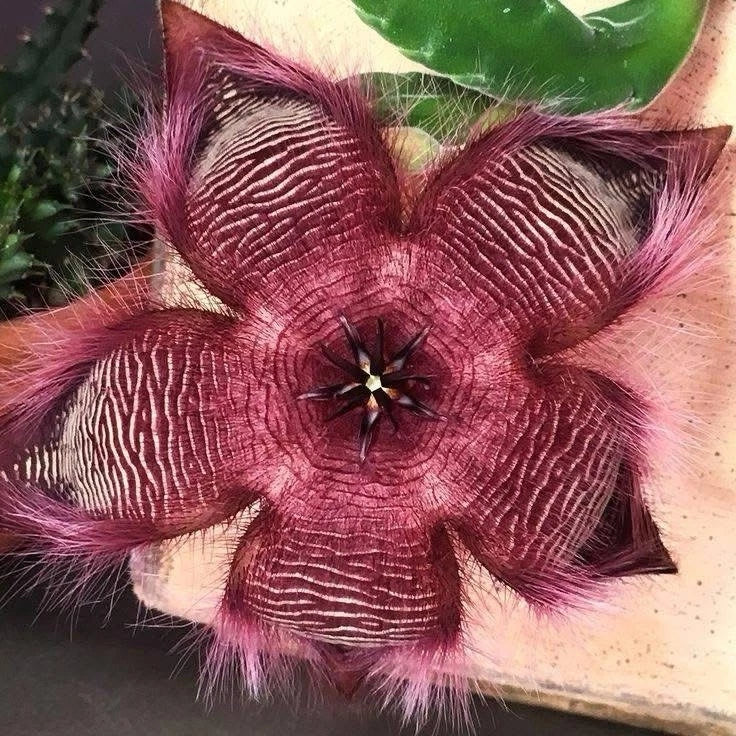 Stapelia hirsuta cactus orchid: deep burgundy star-shaped, hairy petals around dark center
