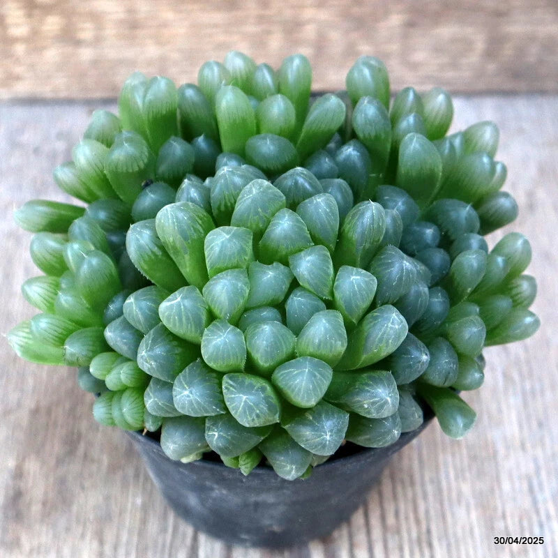 Haworthia cooperii v. obtusa succulent in black pot, green rosette leaves