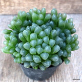 A5124 HAWORTHIA COOPERII V. OBTUSA pot10-H9-W14 cm MaMa Cactus Green Plant