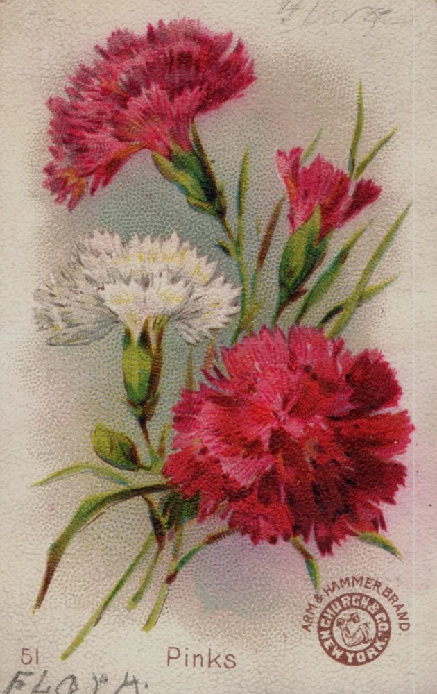 Pink carnation floral print with Arm & Hammer Brand logo