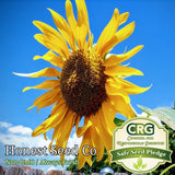 Skyscraper Sunflower Seeds for planting | Organic | Non-GMO | Fresh Garden Seeds Garden Plants
