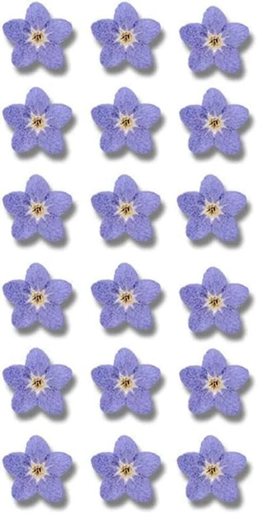 Blue dried forget-me-not flowers, multiple flat blooms with yellow centers