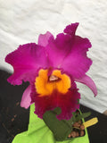(323-1) Pot.Dick Smith Dark Beauty        MS Orchids