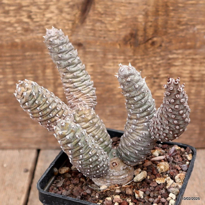 Potted cactus plant with grey-green segmented stems and small spines in gravel mix