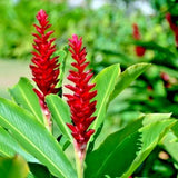 TROPICAL RED GINGER * 5 small BULBS * HAWAIIAN PLANT ROOTS From Hawaii! Rhizomes Orchids